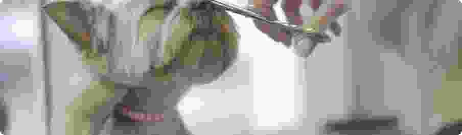 Wings and Beak