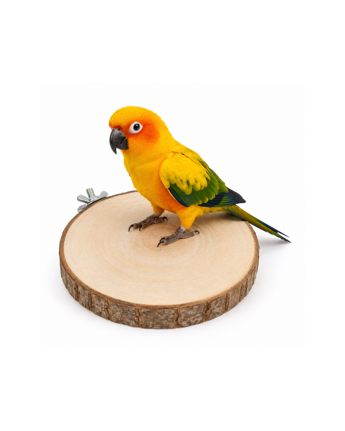 14 CM Natural Round Wood Bird Perch Platform – WP03