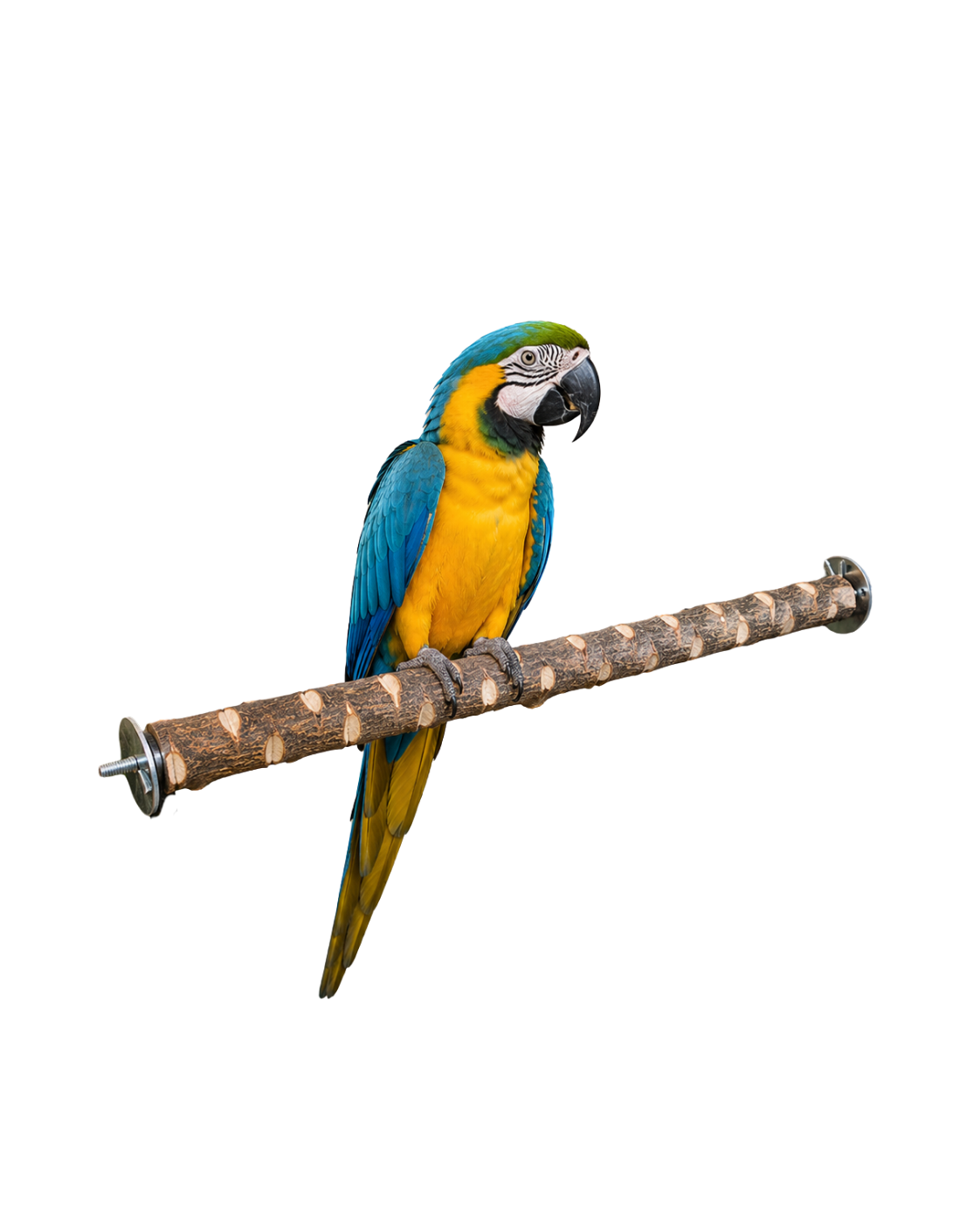 3–5 CM Thick Natural Neem Wood Bird Perch – WP05