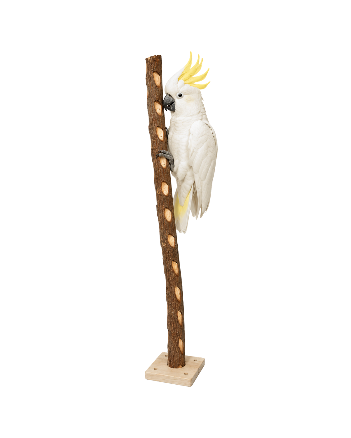 Natural Dotted Wood Bird Perch – WP08