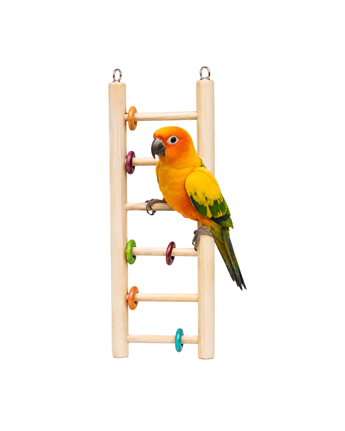 30 CM Pine Wood Bird Ladder with Colorful Rings – WL02