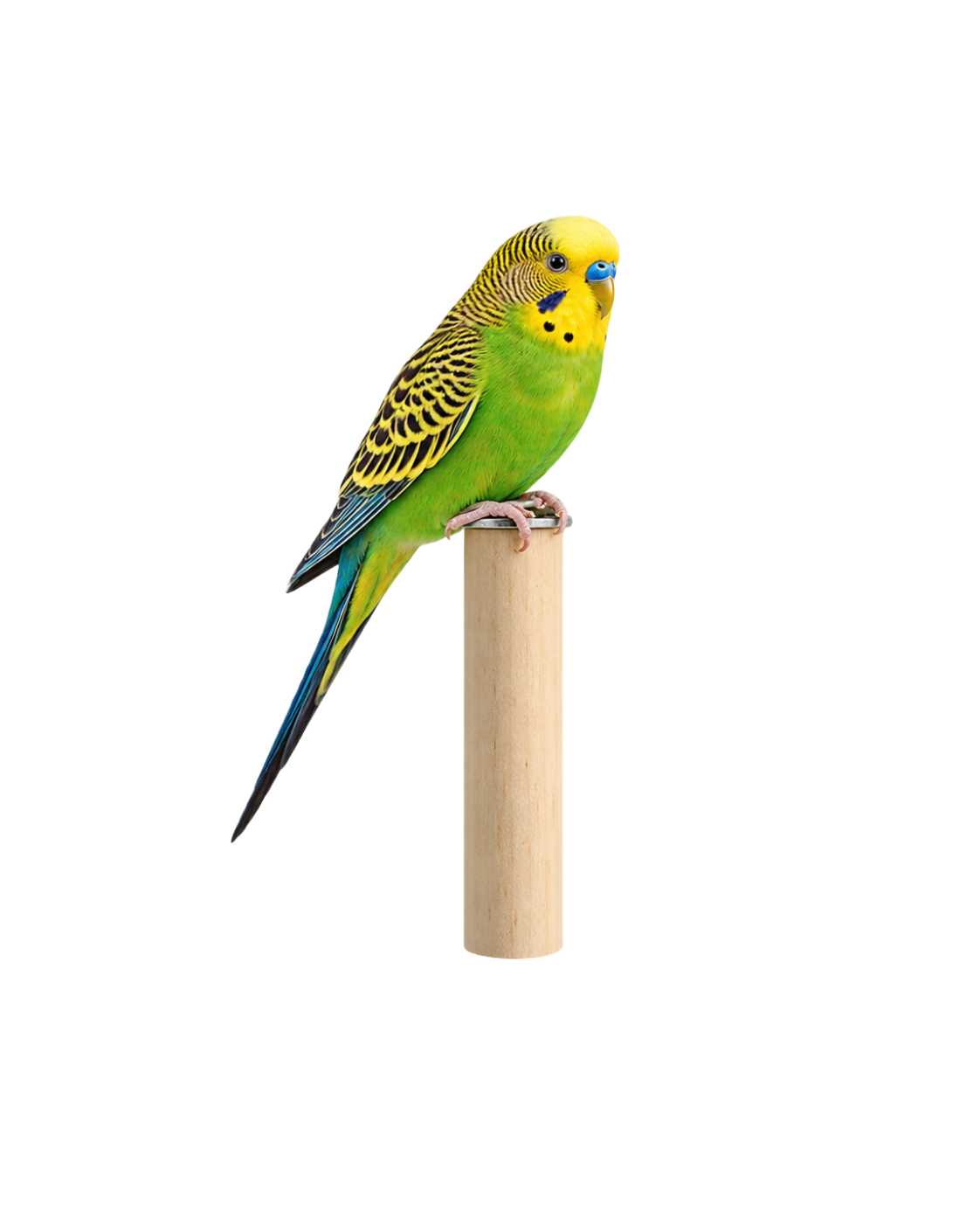 Smooth Wooden Bird Perch with Cage Mount- WP14